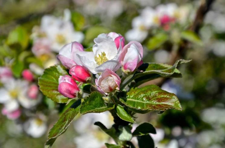il melo in fiore