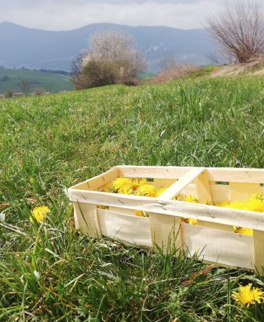 Erleben Sie den Trentino- Genuss